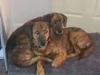 Adopt Ellie a Brindle Plott Hound / Mixed dog in Stuart, VA (36409475)