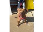 Adopt Jackie a Brown/Chocolate American Pit Bull Terrier / Mixed dog in