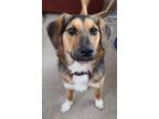 Adopt Indy a Black - with Tan, Yellow or Fawn Beagle / Shepherd (Unknown Type) /