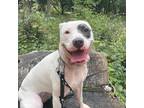 Adopt Layla a Black - with Gray or Silver American Staffordshire Terrier /