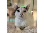 Adopt Candy Star a White Domestic Shorthair / Domestic Shorthair / Mixed cat in