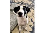 Adopt Samson Ramsey a White Australian Cattle Dog dog in Provo, UT (36448456)