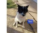 Adopt Bear a White - with Black Border Collie dog in Ft Lupton, CO (36445111)