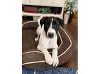 Adopt Apollo Ramsey a White Australian Cattle Dog dog in Provo, UT (36448455)