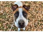 Adopt PECAS a White - with Brown or Chocolate Boxer / Mixed dog in Tucson