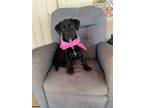 Adopt Lucy a Black Labrador Retriever / Mixed dog in Alice, TX (36446866)