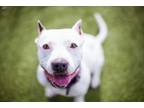 Adopt Ivory a White American Staffordshire Terrier / Dogo Argentino / Mixed dog
