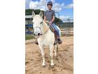 Adopt Unique a Quarterhorse / Mixed horse in Houston, TX (36445958)
