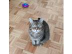 Adopt Blanche a Brown or Chocolate Domestic Shorthair / Domestic Shorthair /