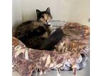 Adopt Saffron a Domestic Longhair / Mixed (long coat) cat in EFFINGHAM