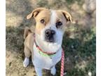 Adopt OSO a Brown/Chocolate - with White Shiba Inu / Boxer / Mixed dog in