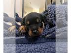 Rottweiler PUPPY FOR SALE ADN-497066 - Rottweiler puppies for sale