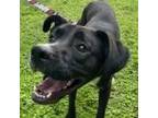 Adopt Shadow a Black Boxer / Labrador Retriever / Mixed dog in Laredo