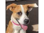 Adopt Kisses a Brown/Chocolate Boxer / Labrador Retriever / Mixed dog in Laredo