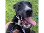 Adopt Lucky a Black Boxer / Labrador Retriever / Mixed dog in Laredo
