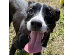 Adopt Chance a Black Boxer / Labrador Retriever / Mixed dog in Laredo