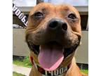 Adopt Daisy Jo a Brown/Chocolate Labrador Retriever / Pit Bull Terrier / Mixed