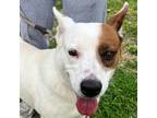 Adopt Angel a White - with Tan, Yellow or Fawn Labrador Retriever / Mixed dog in