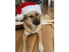 Adopt Nalani a Brown/Chocolate - with White German Shepherd Dog dog in Parker