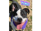 Adopt Yoko a Black American Pit Bull Terrier / Mixed dog in Louisville