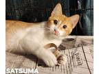 Adopt Satsuma a Domestic Shorthair / Mixed (short coat) cat in El Dorado