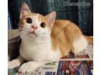 Adopt Clementine a Domestic Shorthair / Mixed (short coat) cat in El Dorado