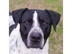 Adopt Cruz a Boxer / Pointer / Mixed dog in Quinlan, TX (36460519)