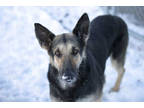 Adopt Greta a Black German Shepherd Dog / Mixed dog in Colorado Springs