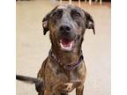 Adopt Archie a Merle Catahoula Leopard Dog / Mixed dog in Broken Arrow