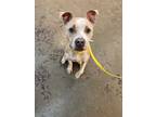 Adopt Willow a Brown/Chocolate American Pit Bull Terrier / Mixed dog in