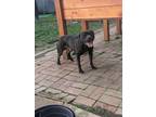Adopt Max a Black American Pit Bull Terrier / Mixed dog in Poughkeepsie