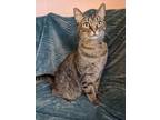 Adopt Hunter a Brown or Chocolate Domestic Shorthair / Domestic Shorthair /