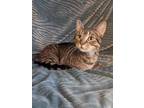 Adopt Milly a Brown or Chocolate Domestic Shorthair / Domestic Shorthair / Mixed