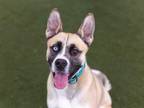 Adopt DIESEL a Tan/Yellow/Fawn - with White German Shepherd Dog / Mixed dog in