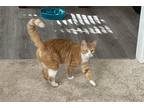 Adopt Comet a Orange or Red Maine Coon / Mixed (short coat) cat in Greensboro