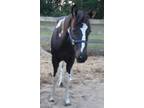Apha Tobiano Paint Filly