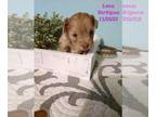 Jack Russell Terrier PUPPY FOR SALE ADN-497402 - Litter of Jack Russell Terrier
