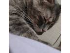 Adopt Honey a Gray, Blue or Silver Tabby Domestic Shorthair (short coat) cat in