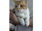 Adopt Marshmallow a Orange or Red Tabby Domestic Shorthair / Mixed (short coat)