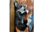 Adopt Kitten a Black & White or Tuxedo Turkish Van / Mixed (medium coat) cat in