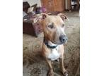 Adopt Sherlock a Tan/Yellow/Fawn - with White Pit Bull Terrier / Mixed Breed
