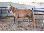 Adopt Meadow a Buckskin Tennessee Walking Horse / Gaited / Mixed horse in