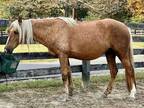 Adopt Firefly a Buckskin Gaited / Grade / Mixed horse in Louisville