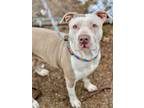 Adopt Cami a Tan/Yellow/Fawn American Pit Bull Terrier / Mixed dog in Anderson