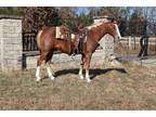 Online Auction - [url removed] - Beautiful Red Roan Missouri Fox Trotter -...