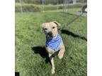 Adopt OTTO a Pit Bull Terrier