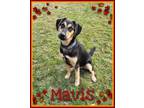 Adopt Mavis a German Shepherd Dog