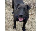 Adopt Li a Black Shar Pei / Mixed dog in Decorah, IA (36483509)