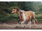 Gorgeous buckskin pinto Shetland pony filly