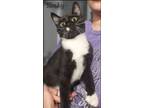 Adopt Slinky a Domestic Shorthair / Mixed (short coat) cat in El Dorado